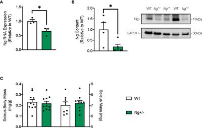 The effects of neurogranin knockdown on SERCA pump efficiency in soleus muscles of female mice fed a high fat diet